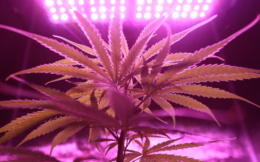 Guía paso a paso para germinar una semilla de marihuana desde cero