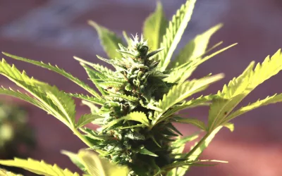 Los cinco errores más habituales al cultivar cannabis en exterior y cómo detectarlos