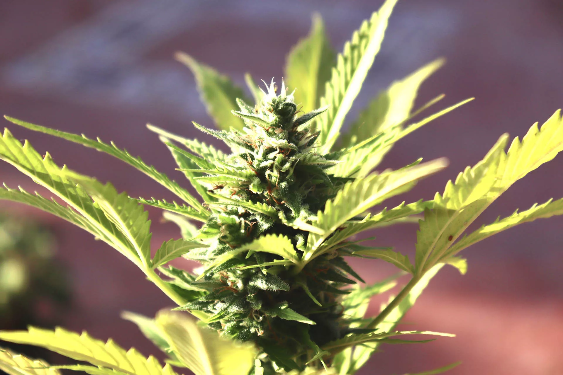 cultivo de marihuana exterior planta saludable con cogollos